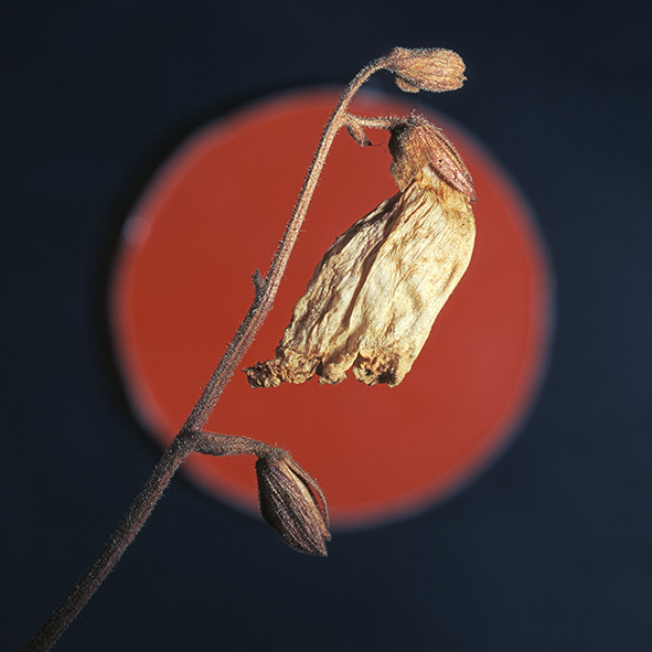 Pep Bonet Capellá-Frutos y semillas-Fotografía botánica (8)