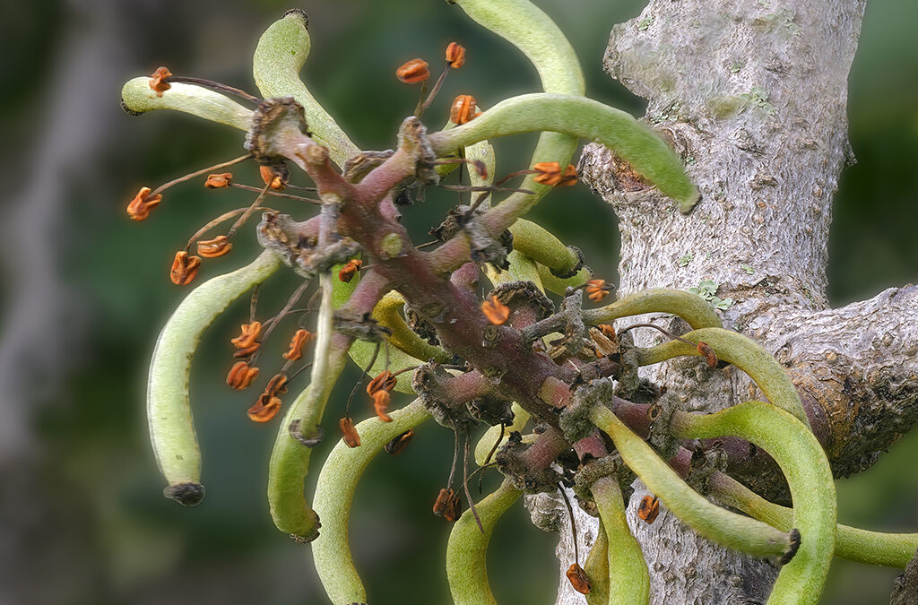 Reincorporación de la flor masculina de Ceratonia siliqua, algarrobo para los amigos