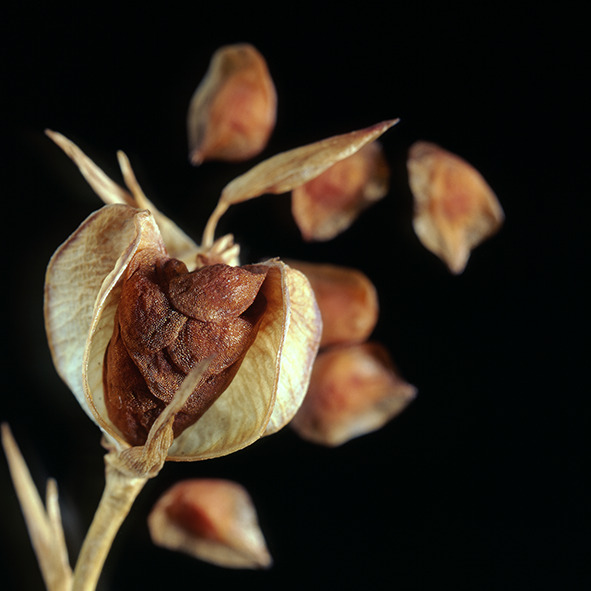 Pep Bonet Capellá-Frutos y semillas-Fotografía botánica (32)